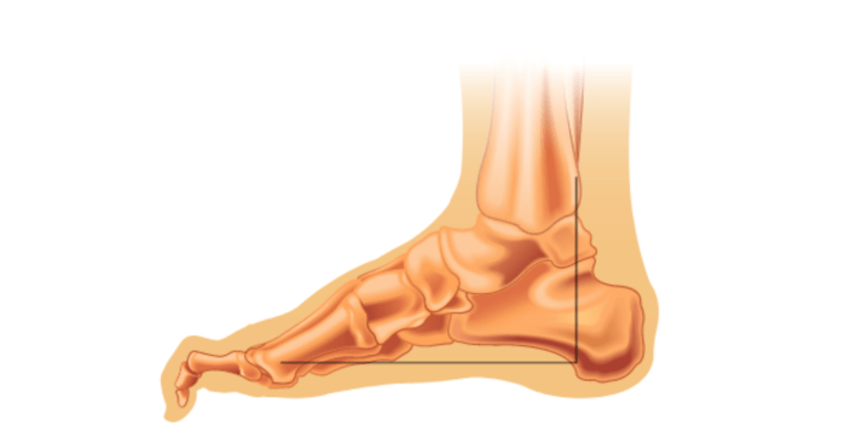 Palce-mlotkowate-1200x628-1